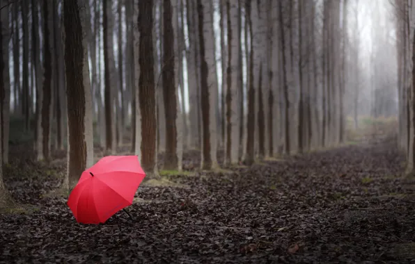 Forest, trees, landscape, red, the way, Nature, umbrella