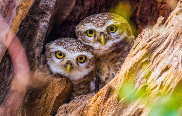 Birds, tree, bark, owls, owlets