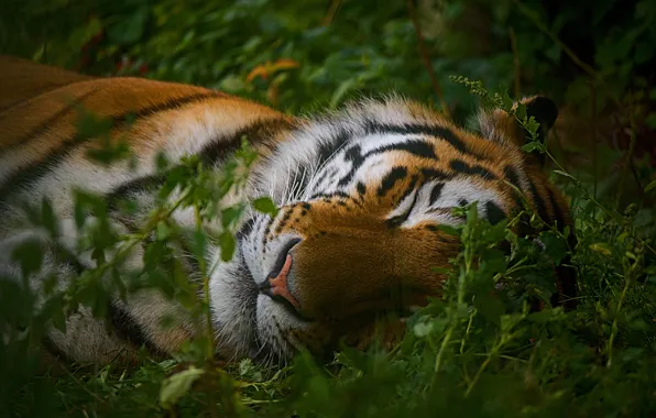 Picture face, tiger, sleep, sleeping