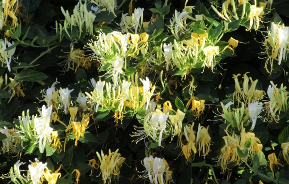 Flowers, Bush, White, Meduzanol ©