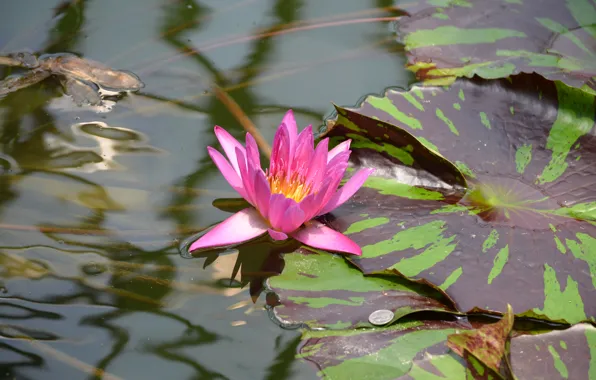 Picture flower, sheet, petals, pond, coin