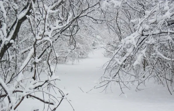 Picture Winter, Snow, Forest, Trail, Frost, Winter, Frost, Snow