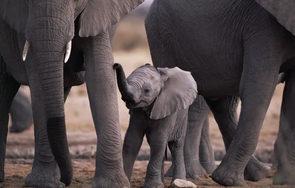 Animals, nature, baby, elephants, mom, animals, elephants