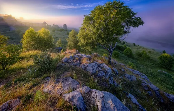Picture landscape, nature, fog, river, stones, tree, vegetation, morning