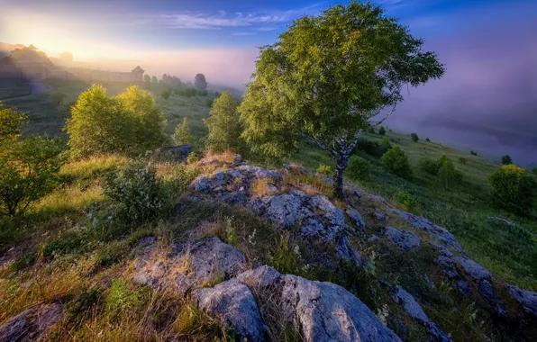 Landscape, nature, fog, river, stones, tree, vegetation, morning