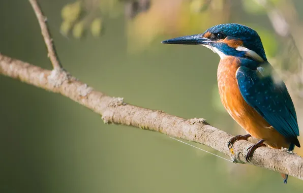 Bird, branch, kingfisher