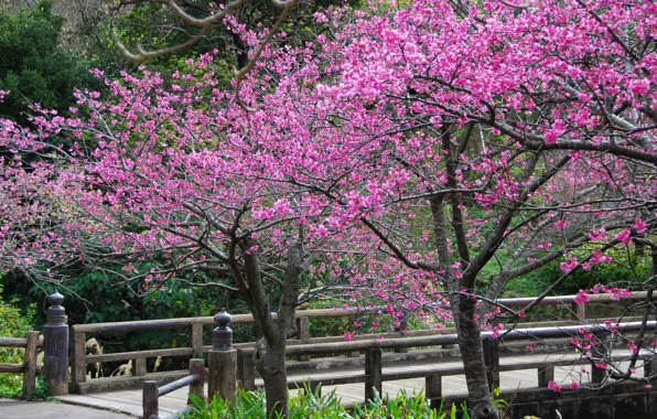 Trees, flowers, spring, petals, Sakura