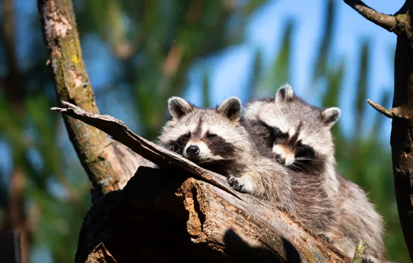 Light, trees, branches, stay, raccoon, log, a couple, two