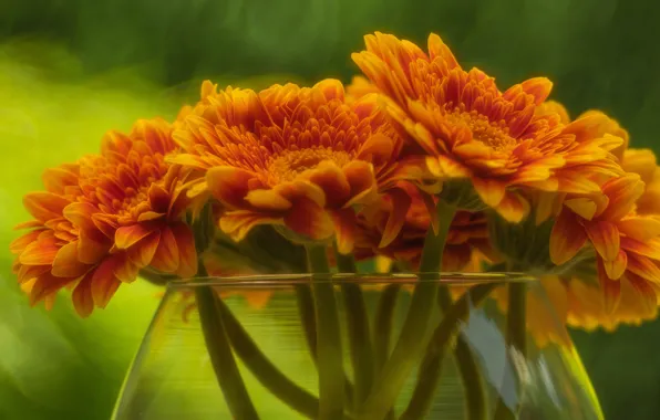 Flowers, orange, bouquet, vase, gerbera
