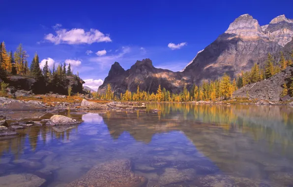Picture forest, nature, mountain lake
