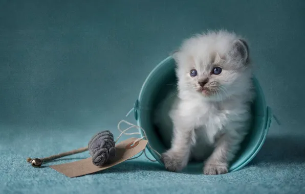 Cat, kitty, blue, toy, the game, treatment, fluffy, mouse