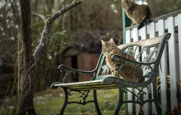 Cat, cat, look, nature, pose, face, striped
