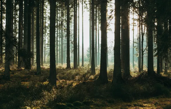 Forest, grass, light, trees, nature, Belgium, Vielsalm