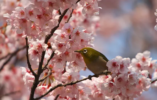 Flowers, branches, bird, spring, petals, Sakura, flowering