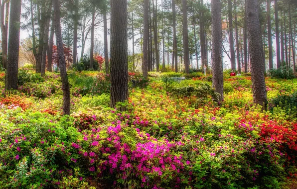 Picture trees, flowers, Park, rhododendrons