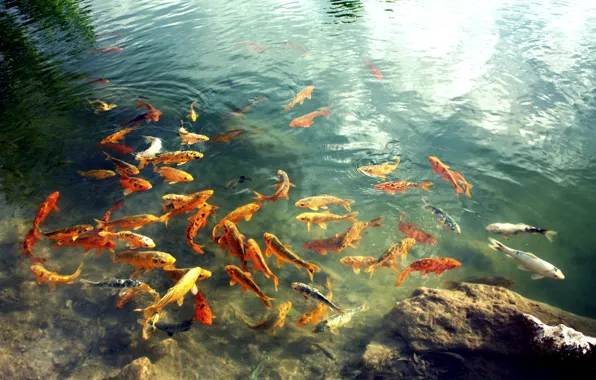 Picture water, nature, fish