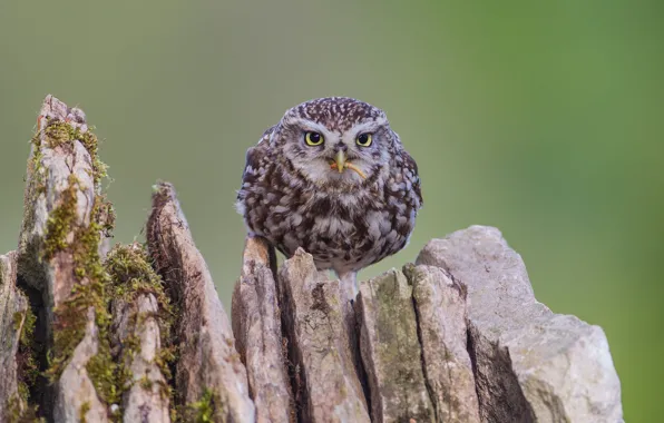 Picture look, green, background, owl, bird, stump, owl