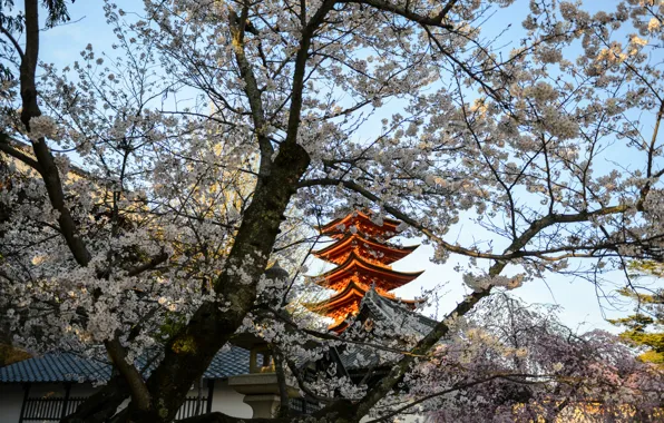 Picture Japan, Sakura, Japan
