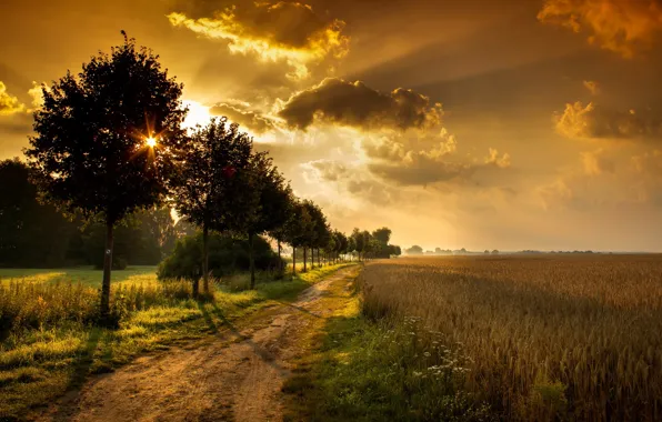 Picture road, field, trees, landscape, sunset
