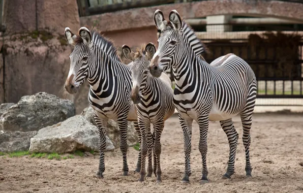 Family, trio, Zebra