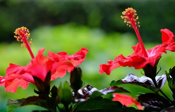 Flowers, flowering, red hibiscus