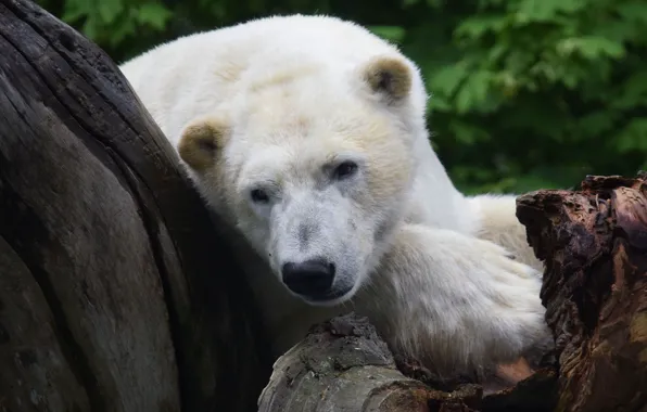 Stay, Polar bear, Animal