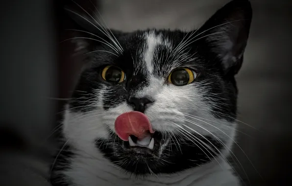 Language, cat, cat, look, pose, black and white, grey background, face