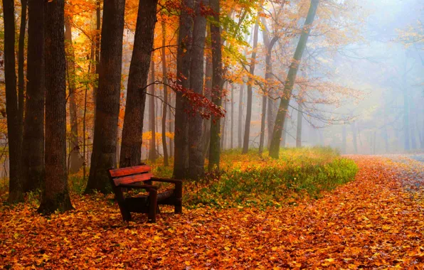 Autumn, grass, leaves, trees, bench, nature, Park, colors