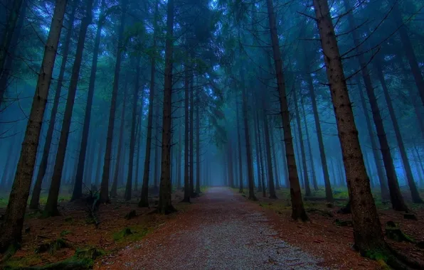 Picture forest, trees, landscape, nature, fog, track, forest, twilight