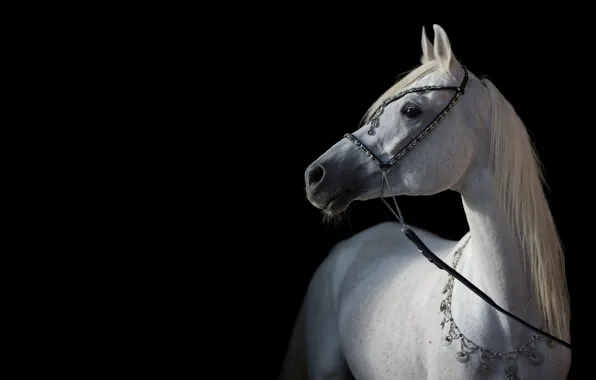 Light, horse, horse, contrast, grace, the dark background, Arab