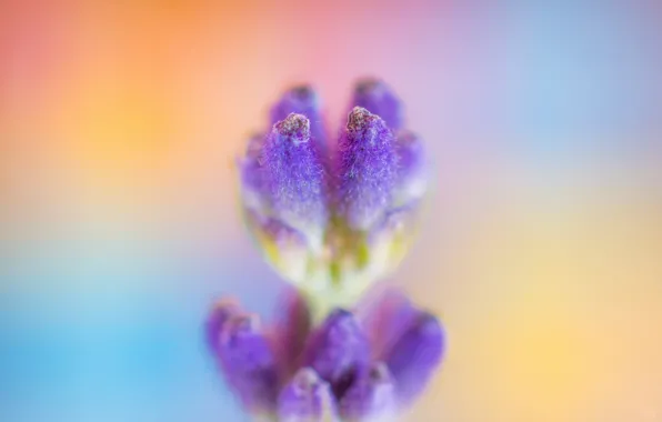 Flower, macro, flowers, background, lavender