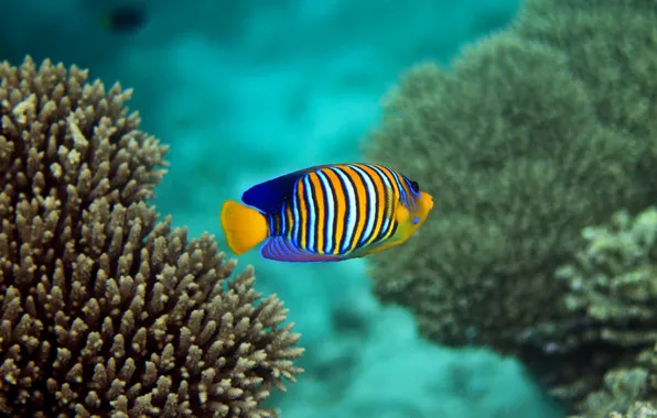Fish, vacation, The Maldives, Maldives, want to go back