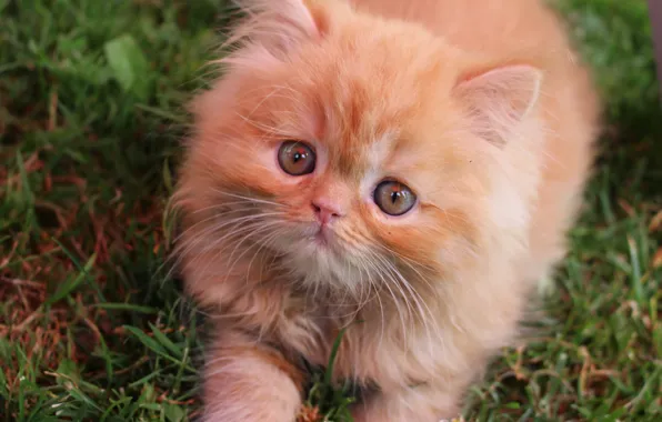 Sweetheart, red, kitty