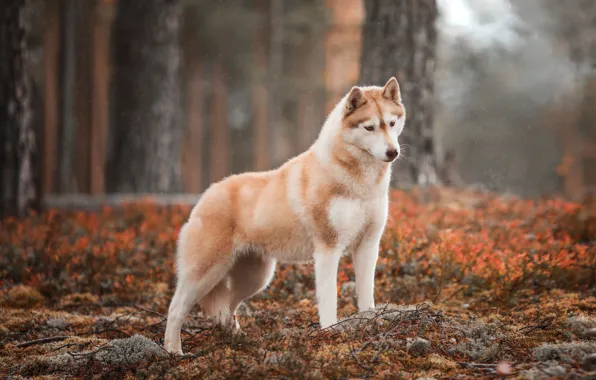 Picture autumn, forest, dog, Husky, Natalia Ponikarova