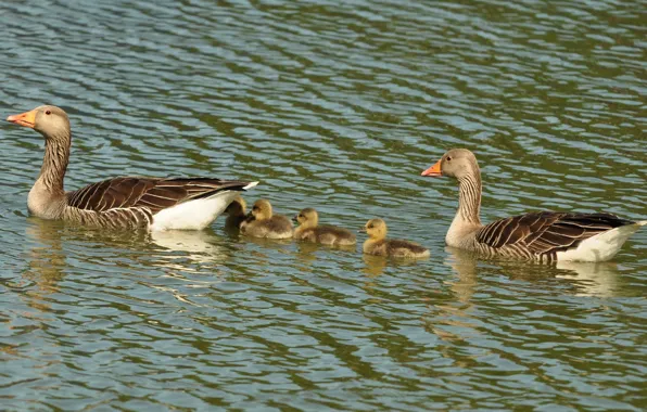 Lake, family, geese, the goslings