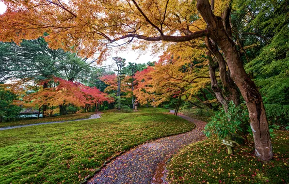 Autumn, leaves, trees, Park