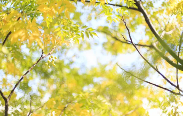 Picture leaves, branches, nature, tree, yellow, fruit, Sunny