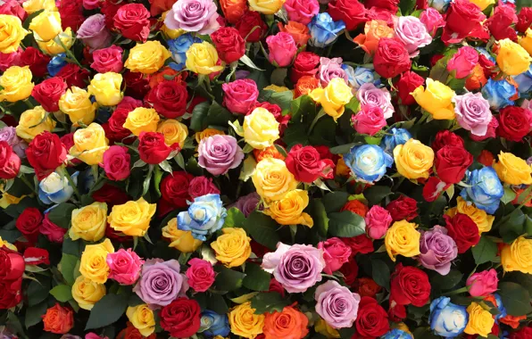 Flowers, yellow, red, blue, bright, roses, bouquet, pink