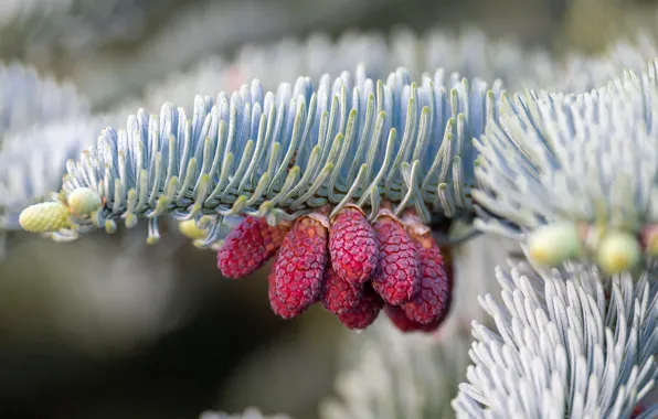 Branch, needles, bumps, young, bokeh, bumps