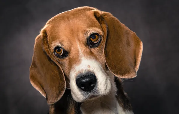 Look, dog, muzzle