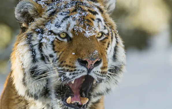 Cat, look, face, snow, tiger, the Amur tiger, ©Tambako The Jaguar