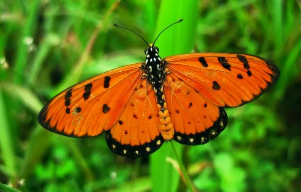 Grass, microsemi, butterfly, wings, insect, beautiful, closeup