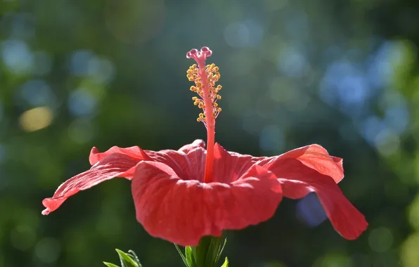 Macro, light, flowers, petals, pink, hibiscus