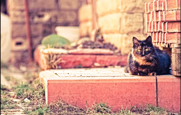 Cat, stay, brick, cat
