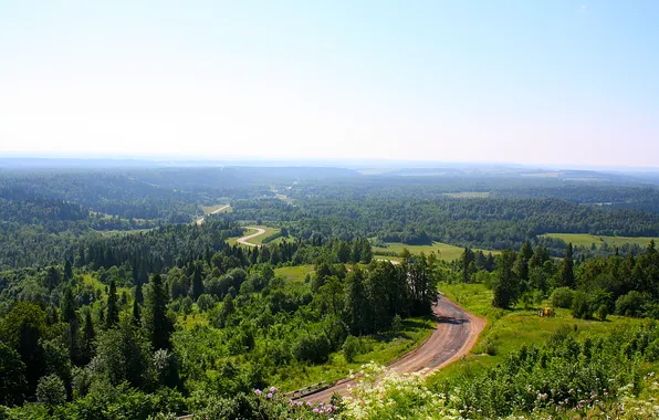 Forest, the sky, trees, nature, dal