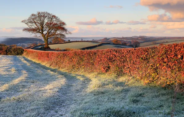 Frost, the sky, grass, tree, hills, field, morning, hedge