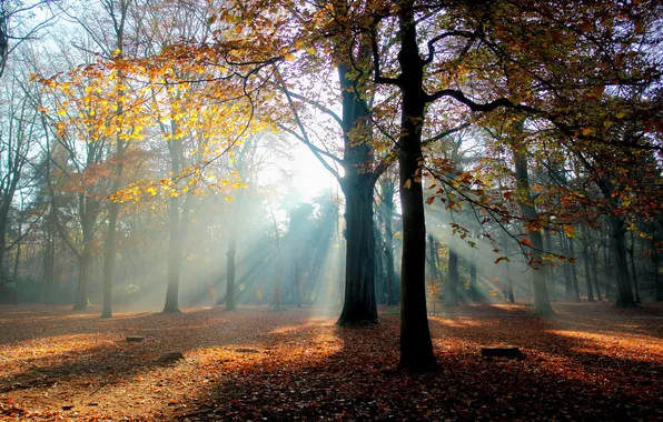 Picture autumn, forest, light