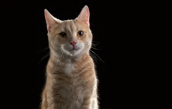 Cat, the dark background, red, cat