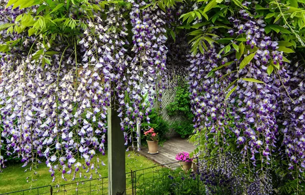 Flowers, yard, Wisteria