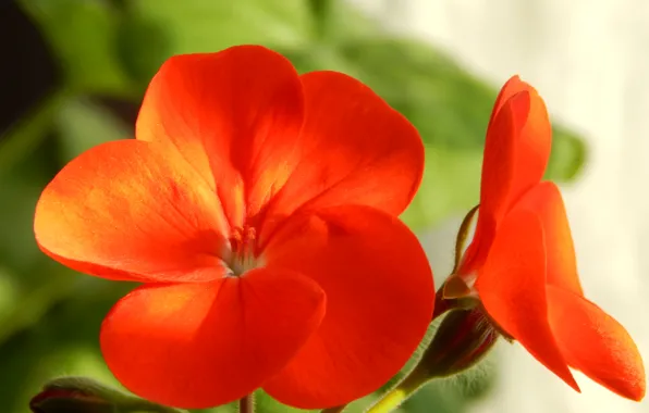 Macro, flowers, Geranium